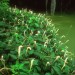 Lizard's Tail